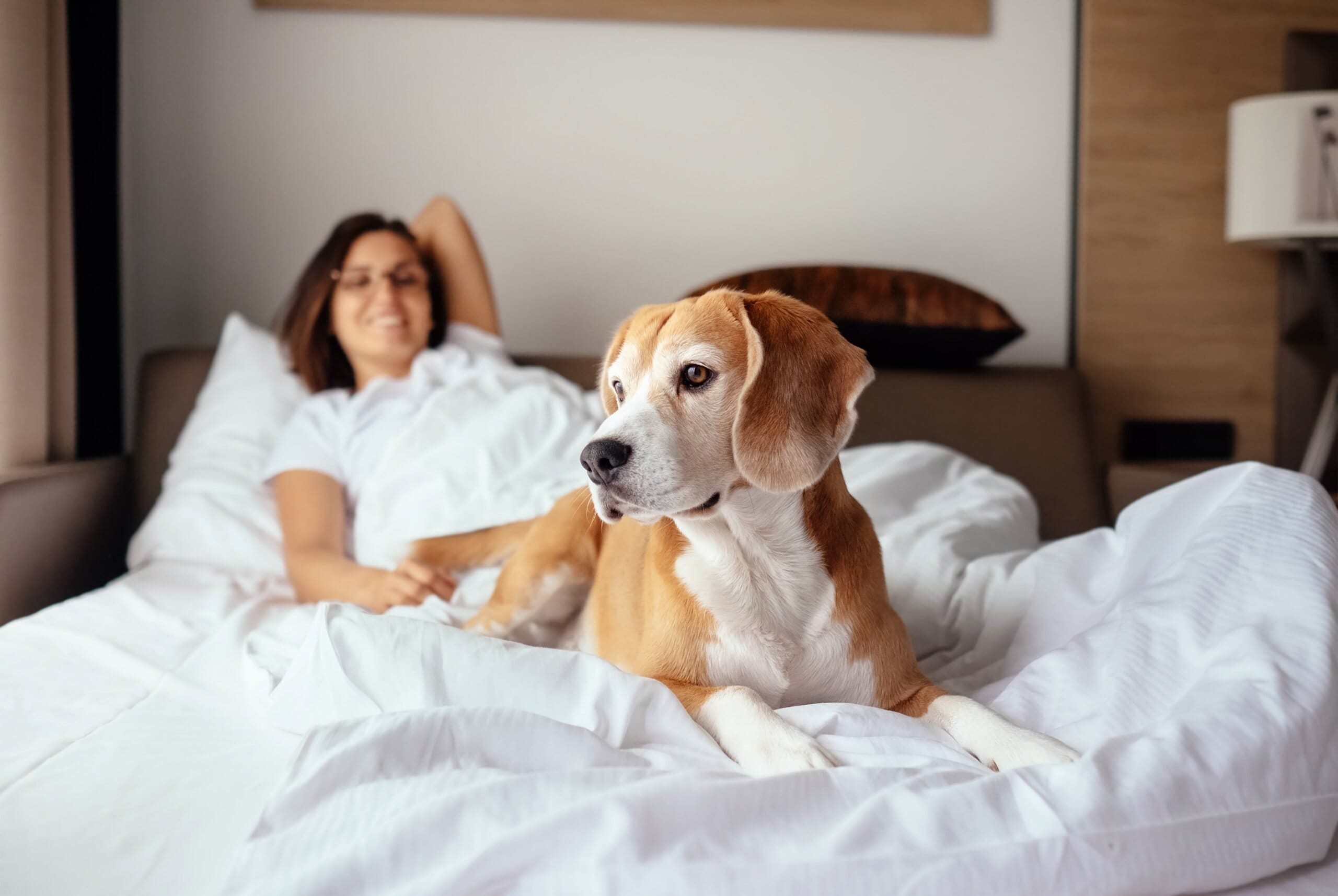 Woman lying in bed with her pet beagle in the foreground.