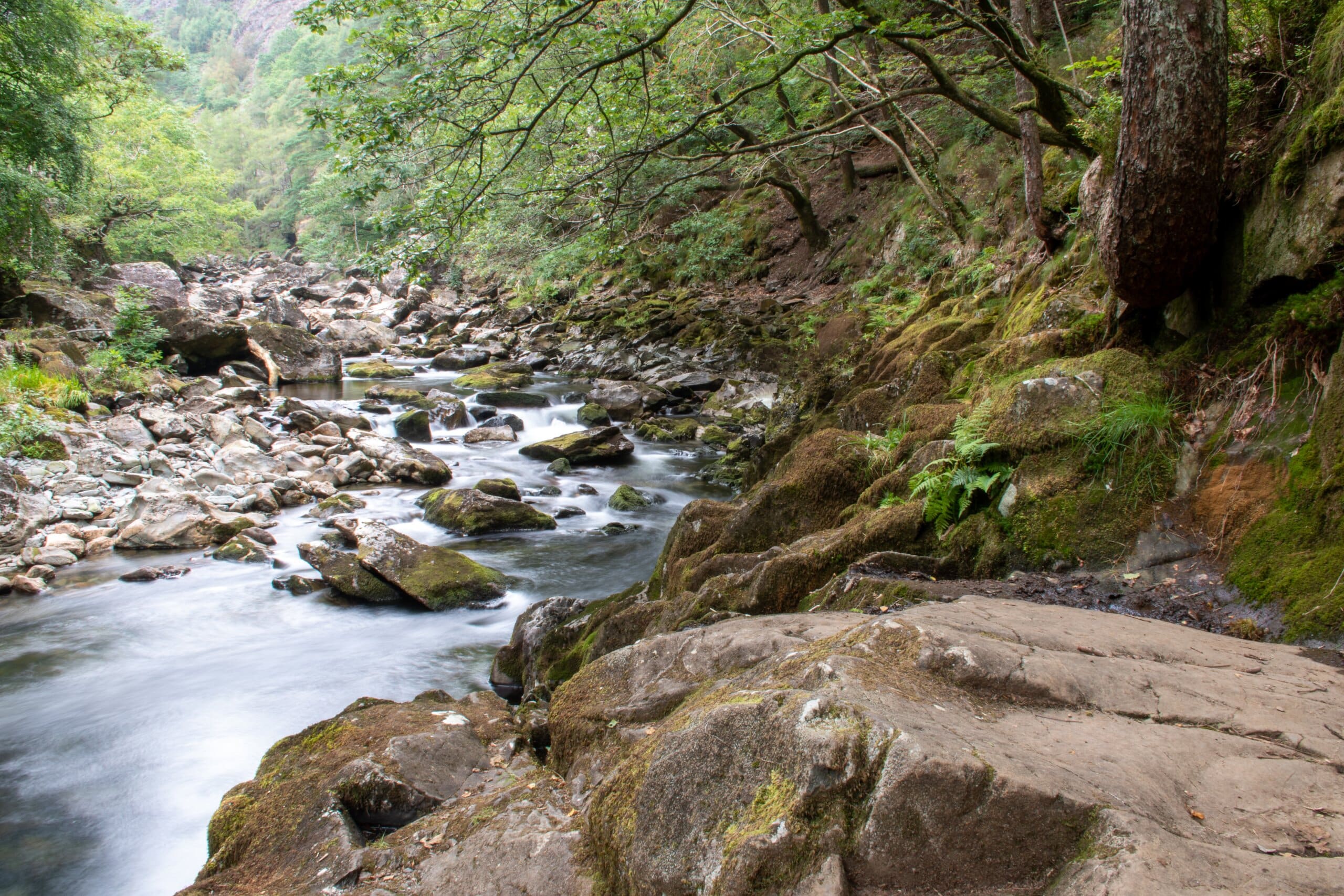 A stream running through a woods in Beddgelert, Wales.