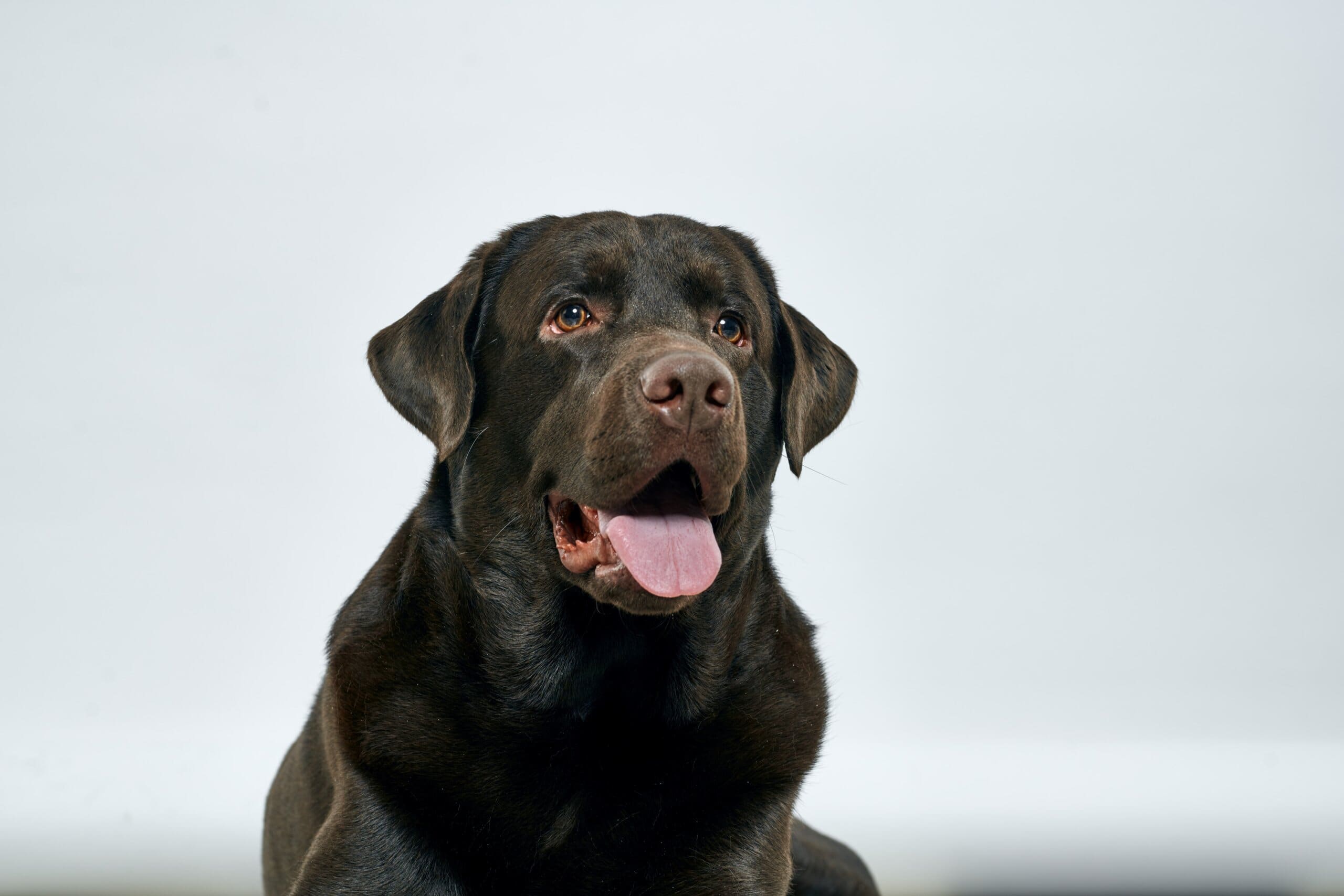 Brown labrador panting, on a white background.