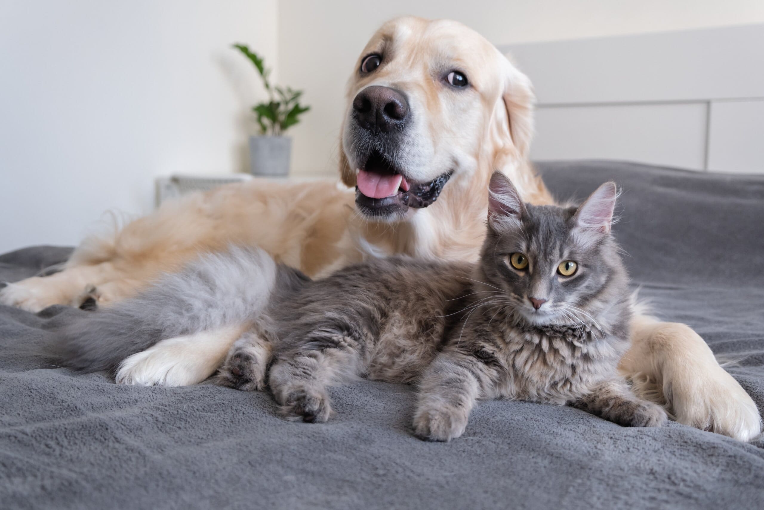 Golden retriever and grey cat lying together on a bed.