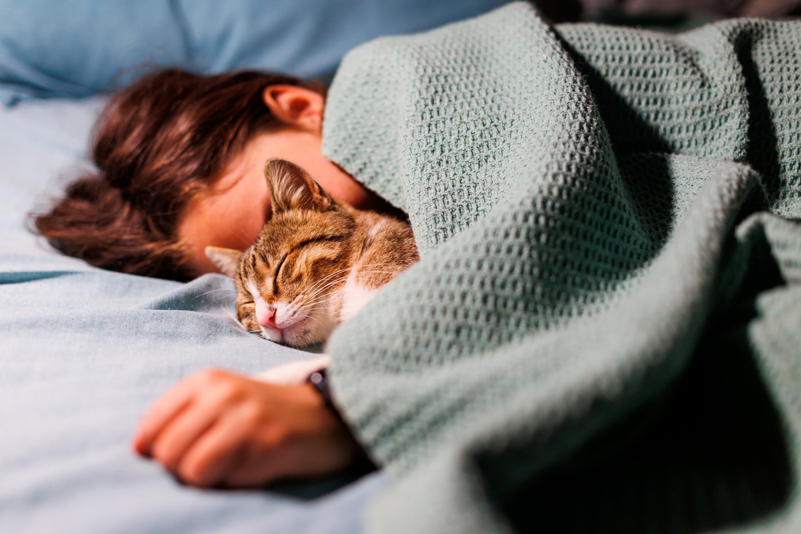 Child and cat sleeping under a blanket in bed. Cat is sleeping in bed with boy.