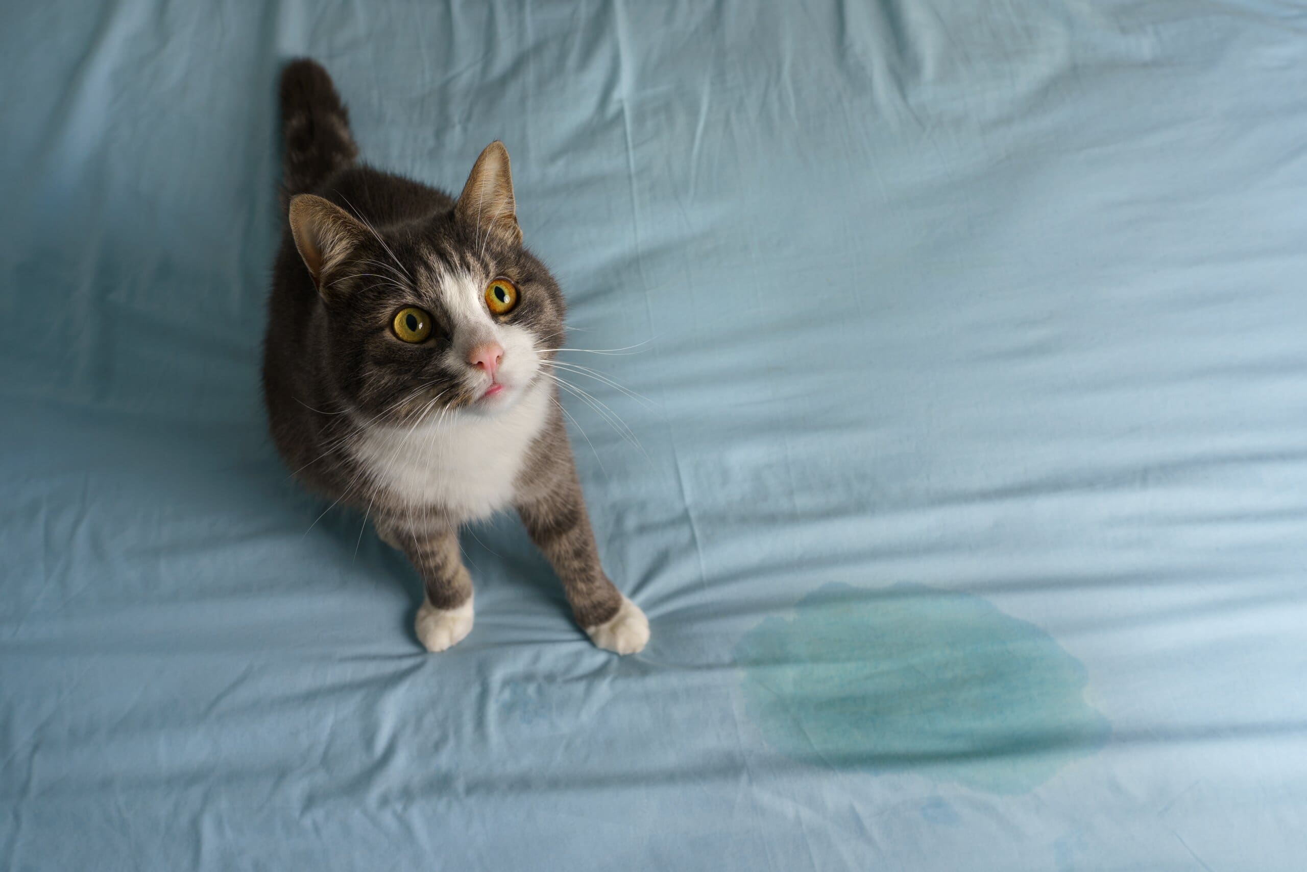 Cat sitting on bed looking up, next to a pee wet patch on the mattress.