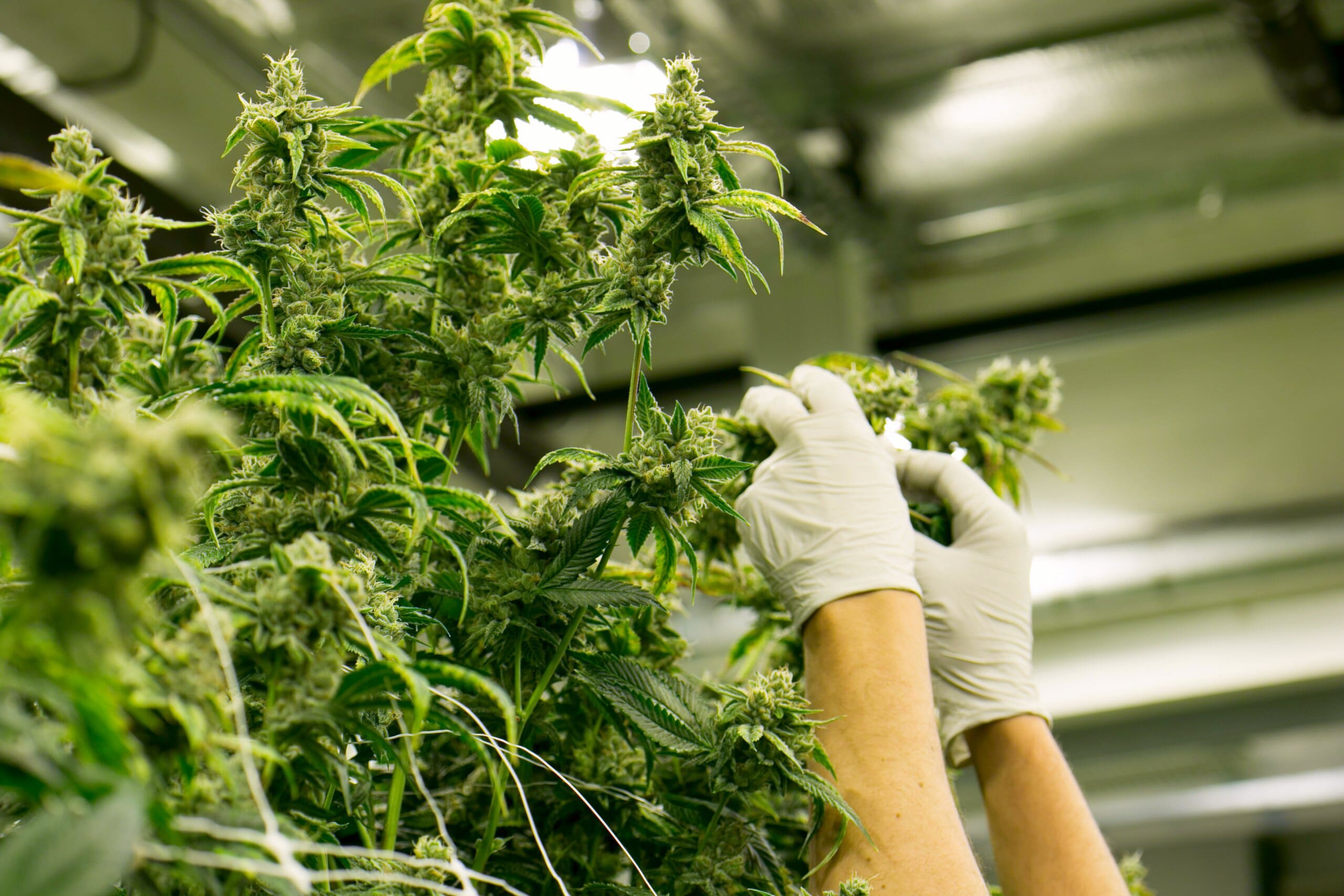 Gloved hands reaching up to trim large cannabis plants in a factory.