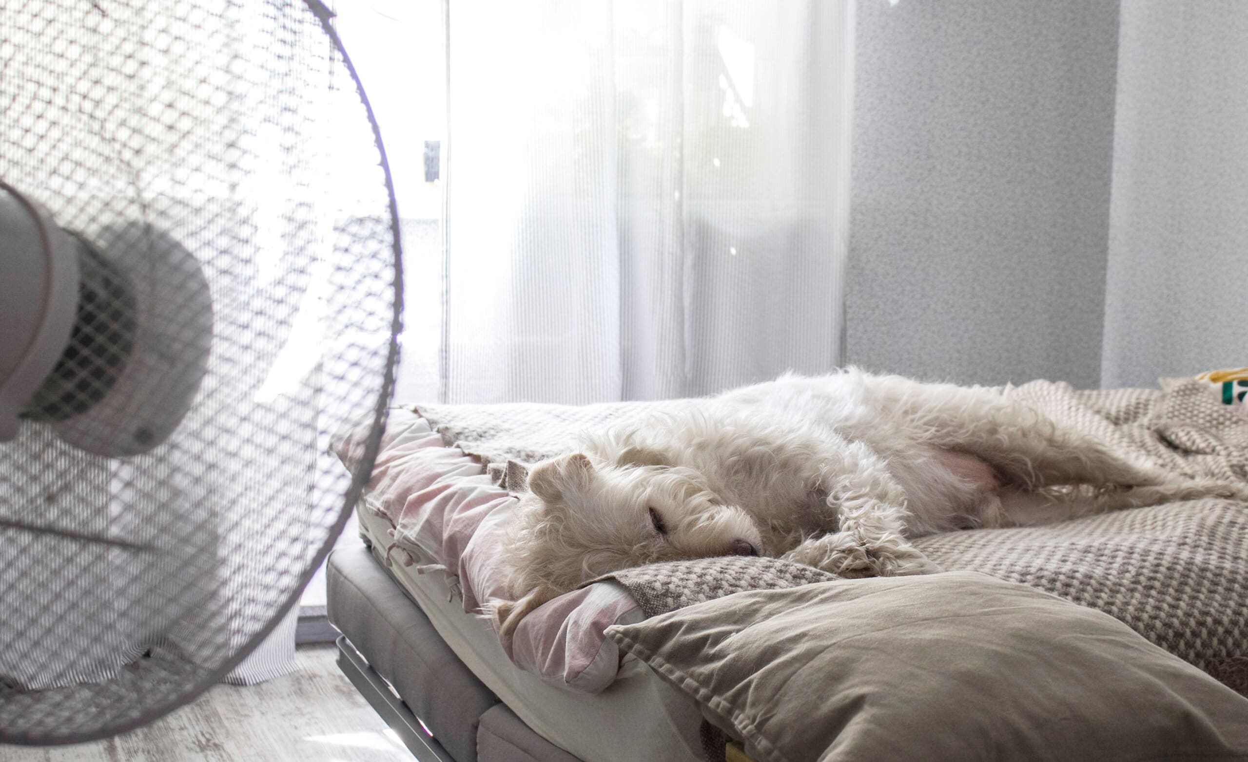 Hot dog laying on bed with fan blowing on them.