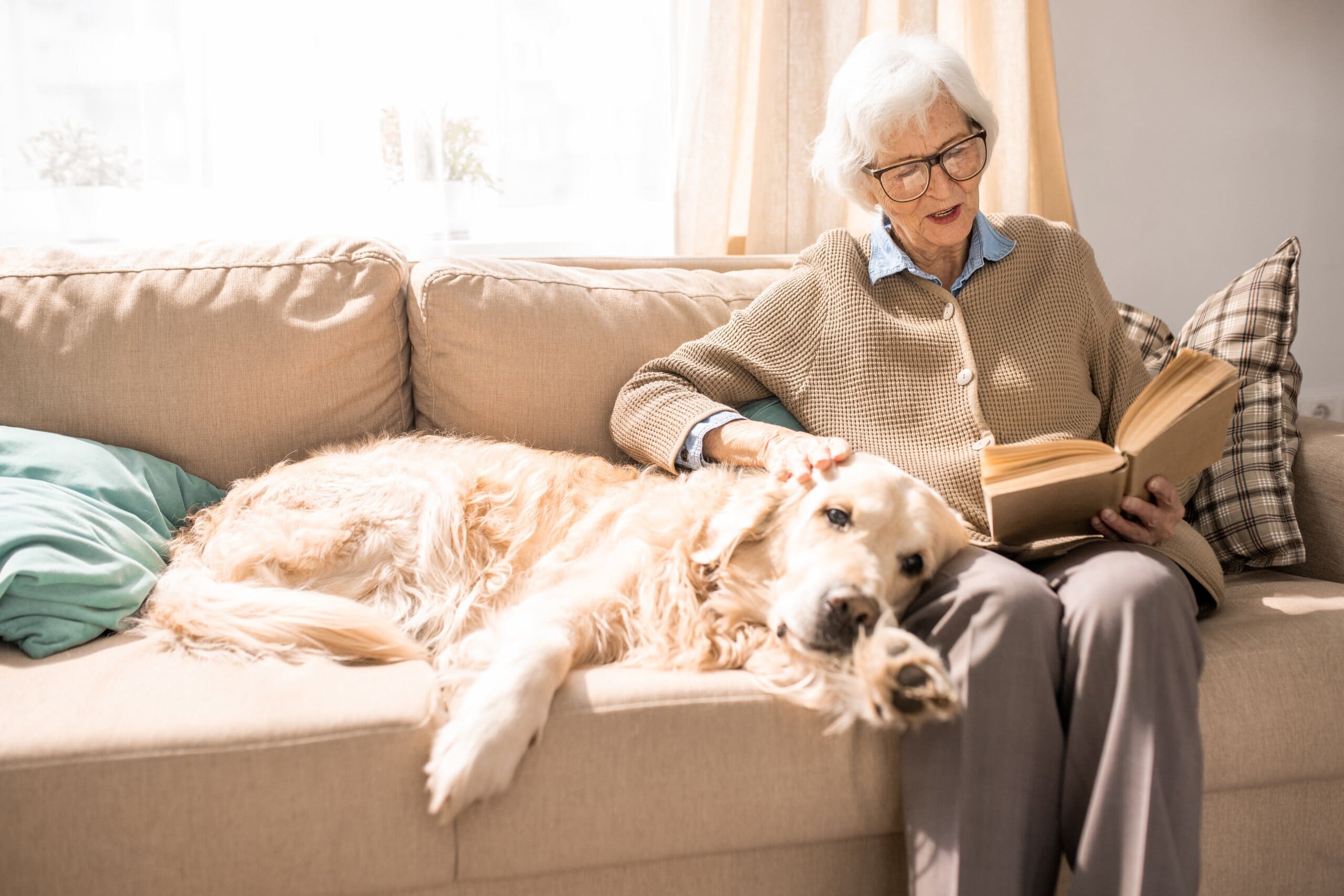 Golden retriever dog asleep on the sofa next to an older lady reading a book.
