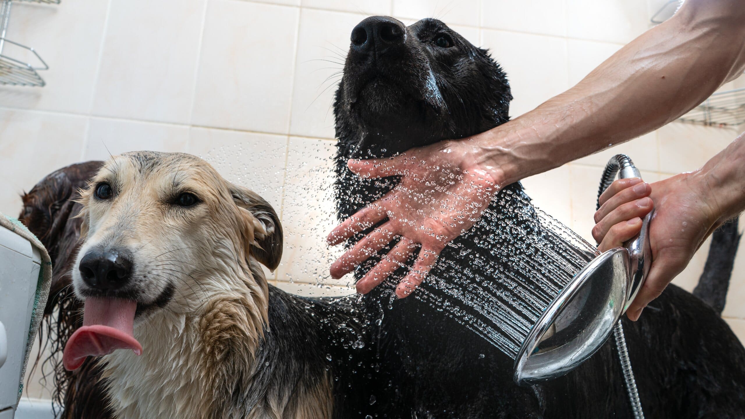 Three dogs in a bath having a shower to cool down.