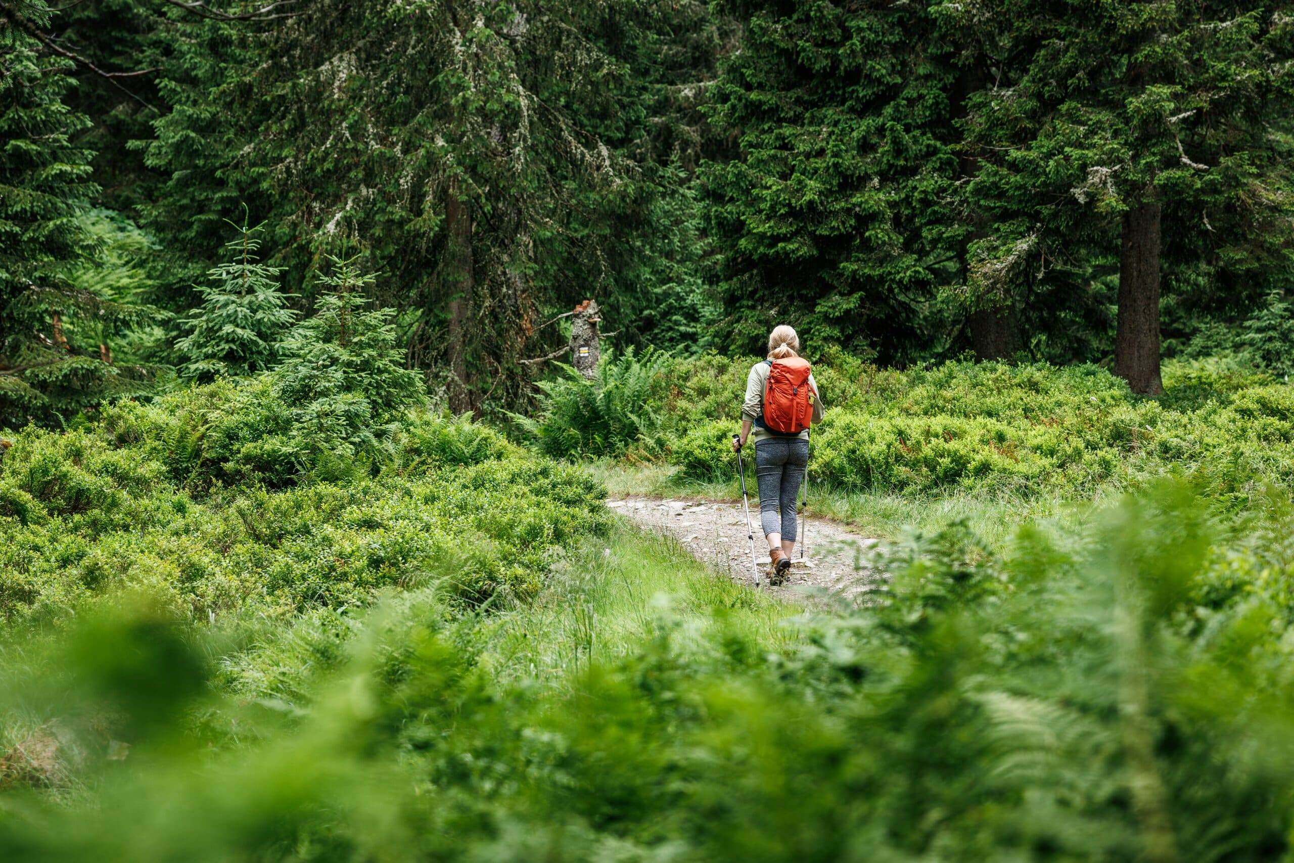 Woman with a backpack and walking sticks walking through a forest.