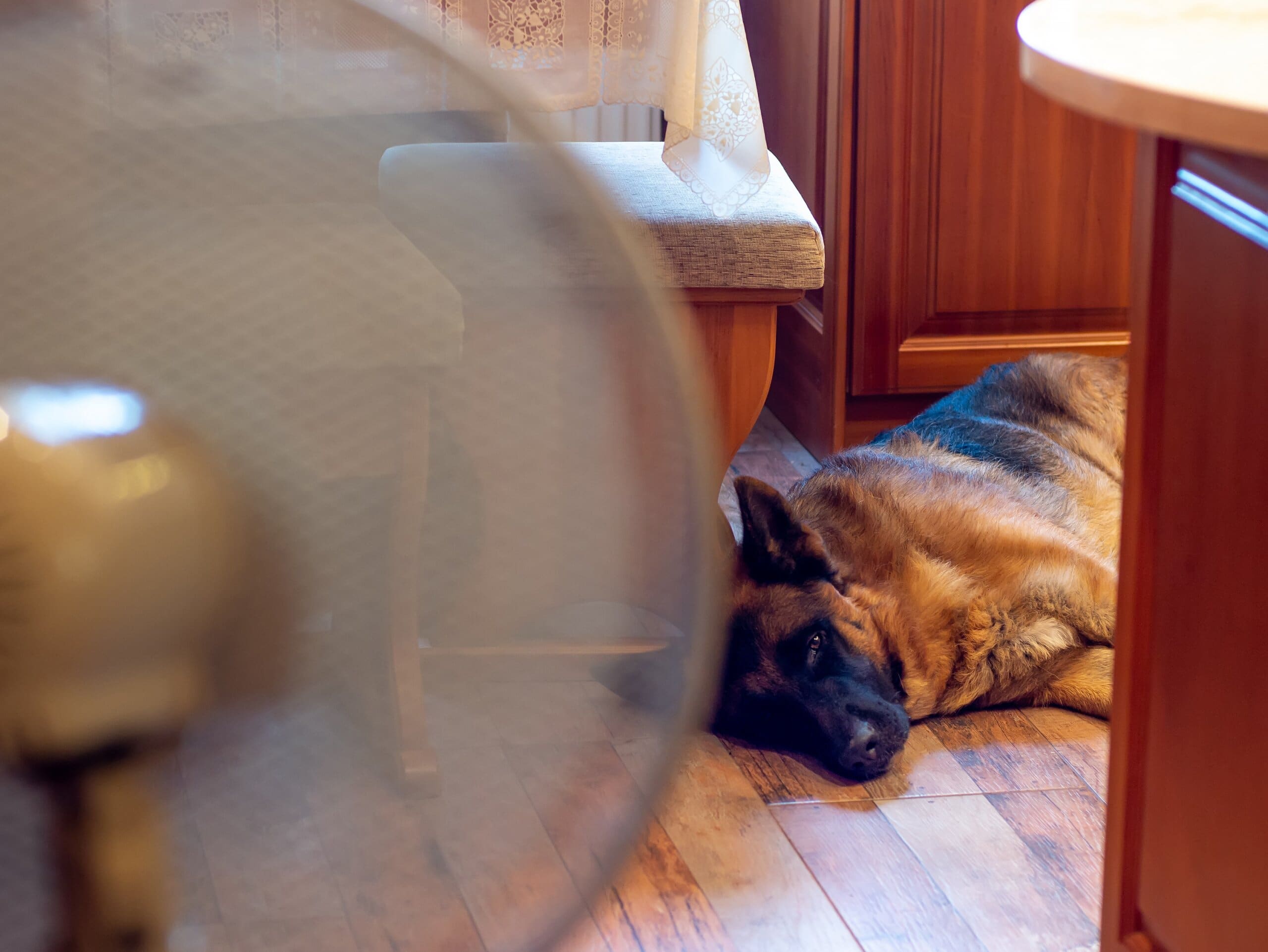 German Shepherd asleep in the corner of a kitchen in front of a fan.