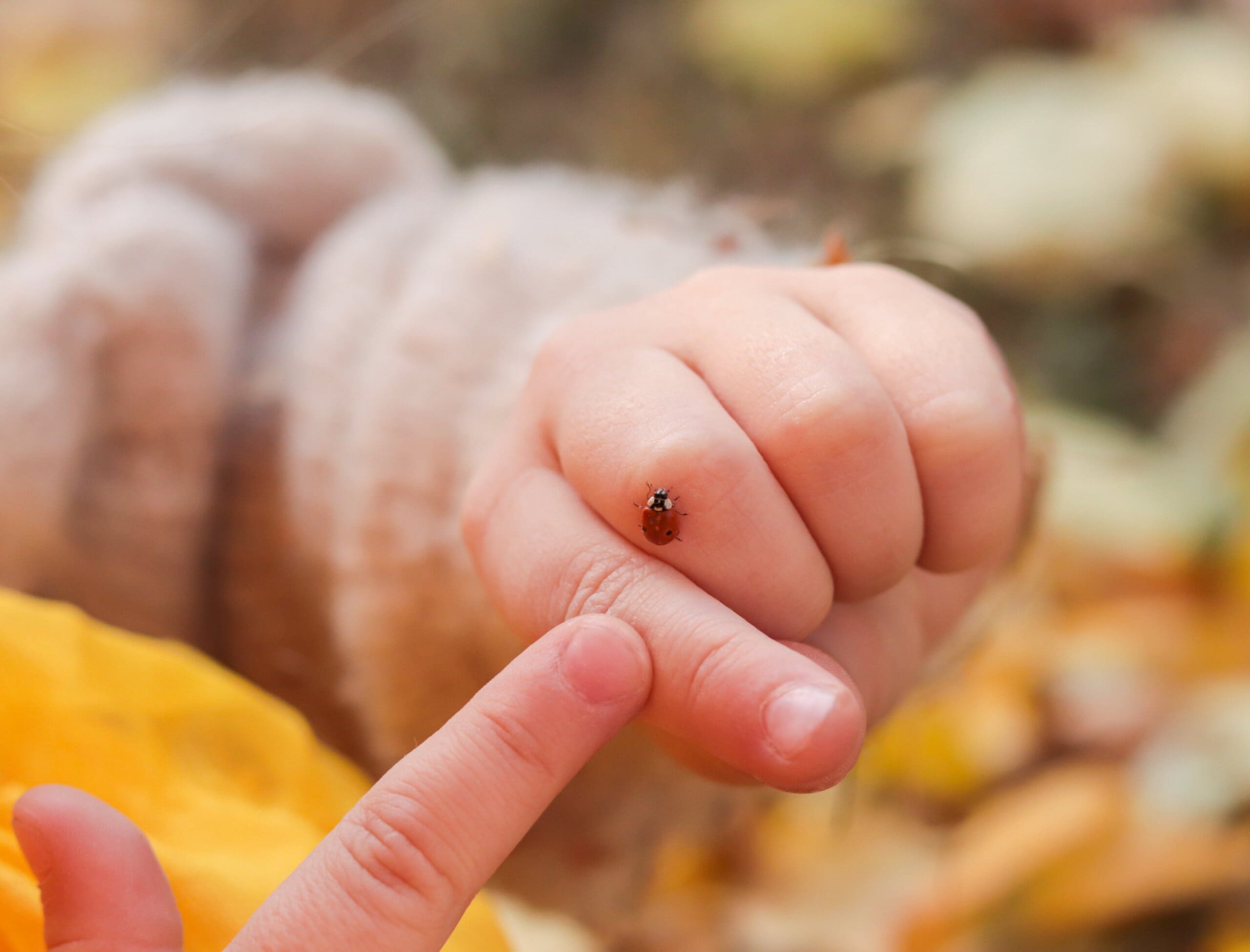Close-up of ladybug on child's hand on a blurred backround.