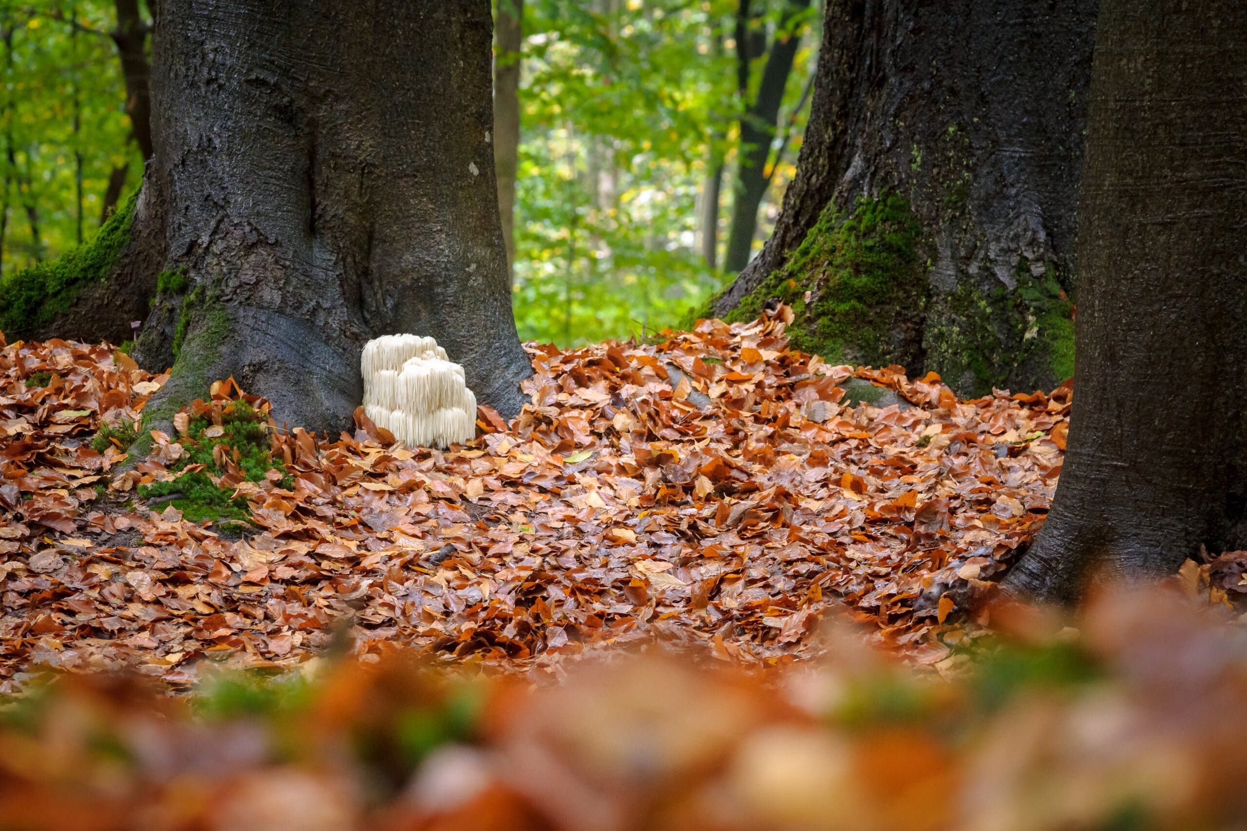 Skin Mushrooms: Fact Or Fiction?  Experts Reveal All - bjue6hh