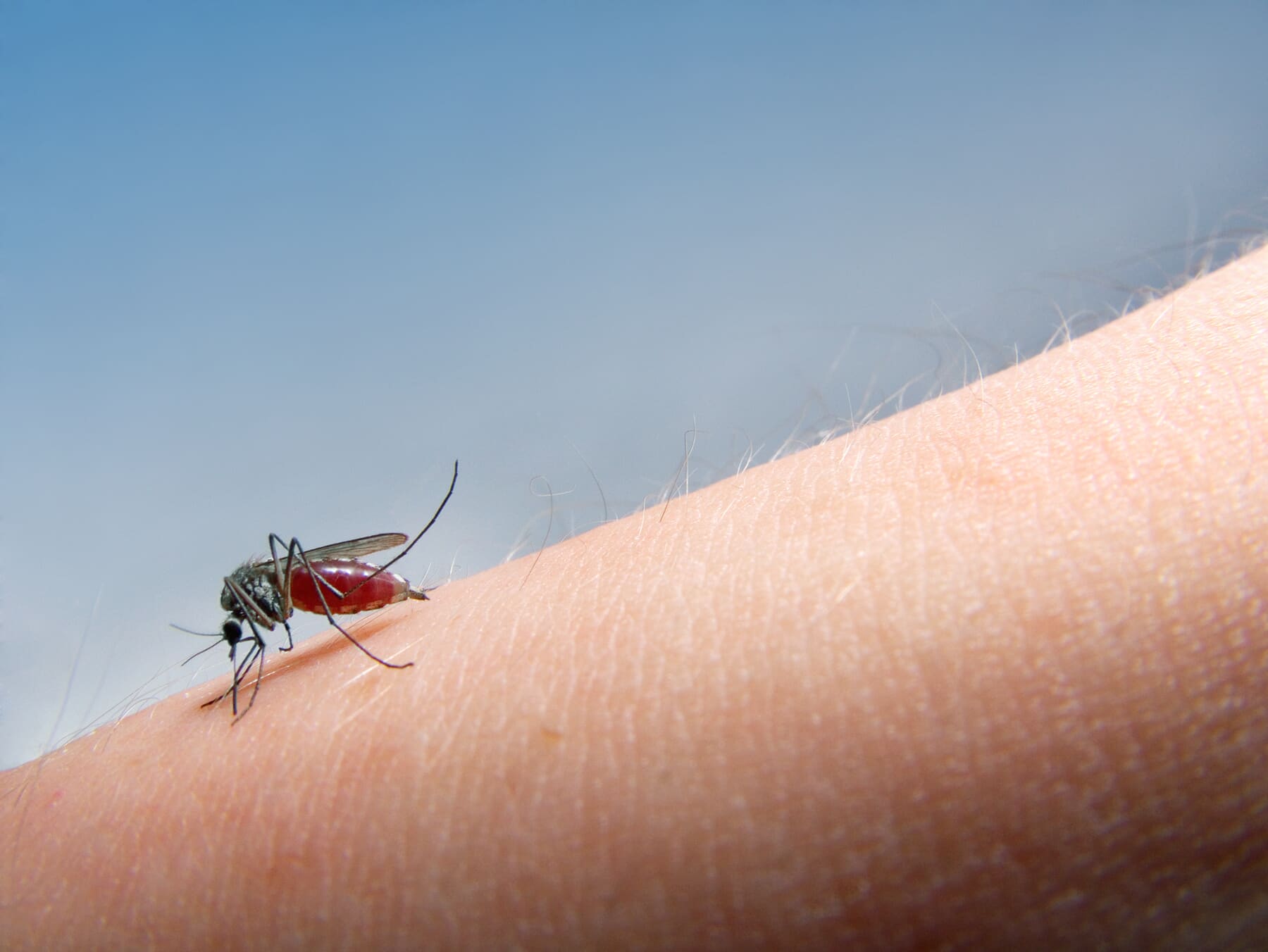 Mosquito sucking blood from someone's arm.