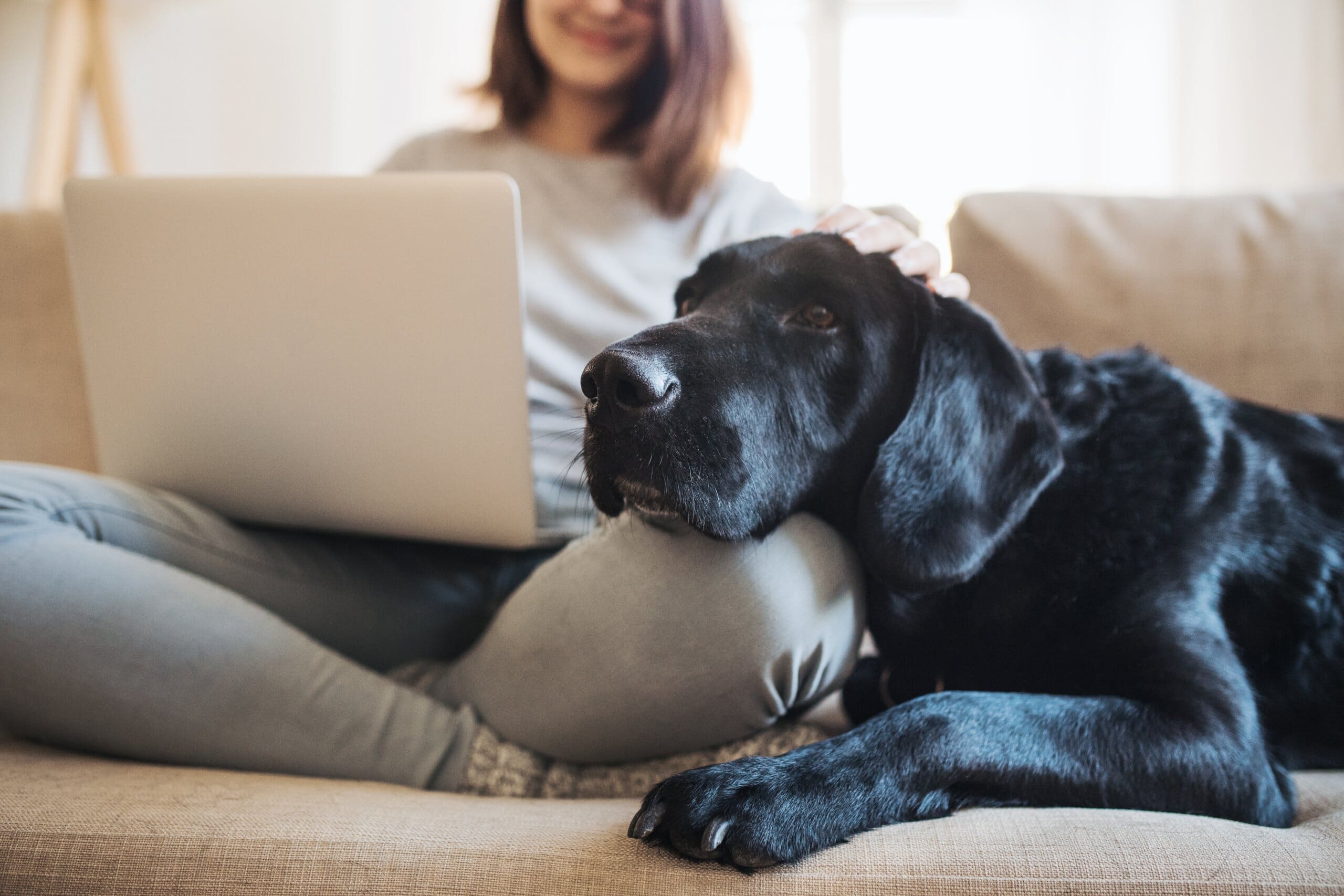 Girl sitting on laptop on sofa with big black labrador resting on her knee.