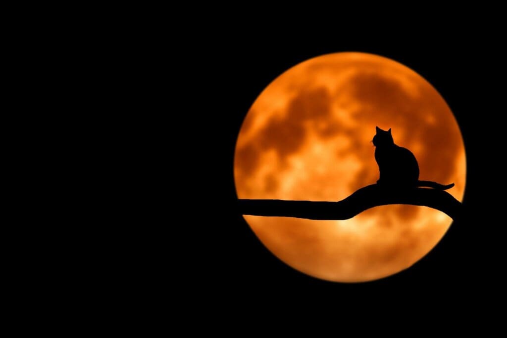 Silhouette of a cat in front of a full moon 