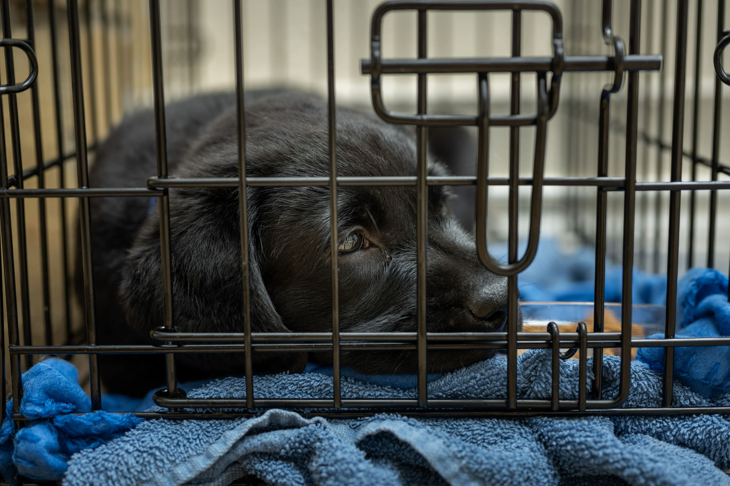 Black Labrador puppy laying in its crate.