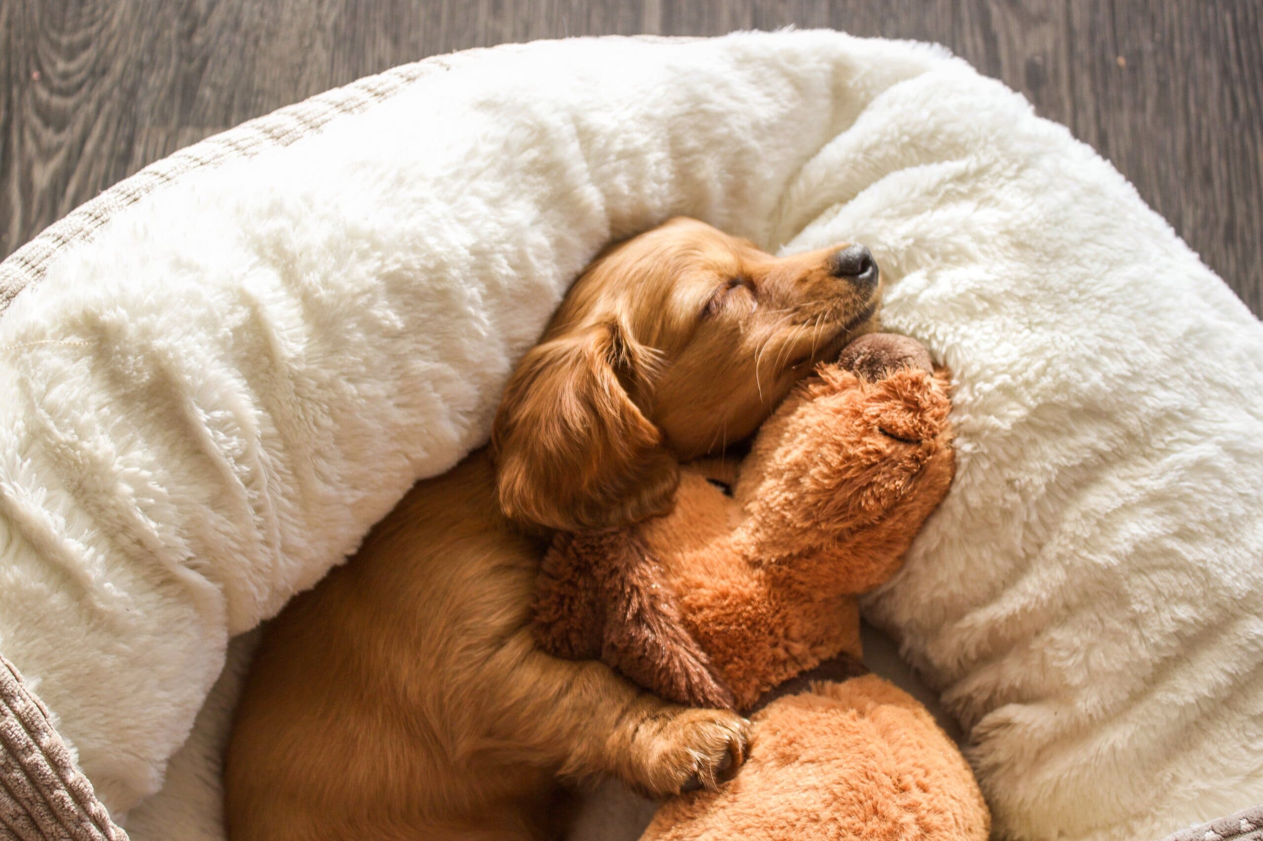 A puppy sleeping in its bed with a teddy.