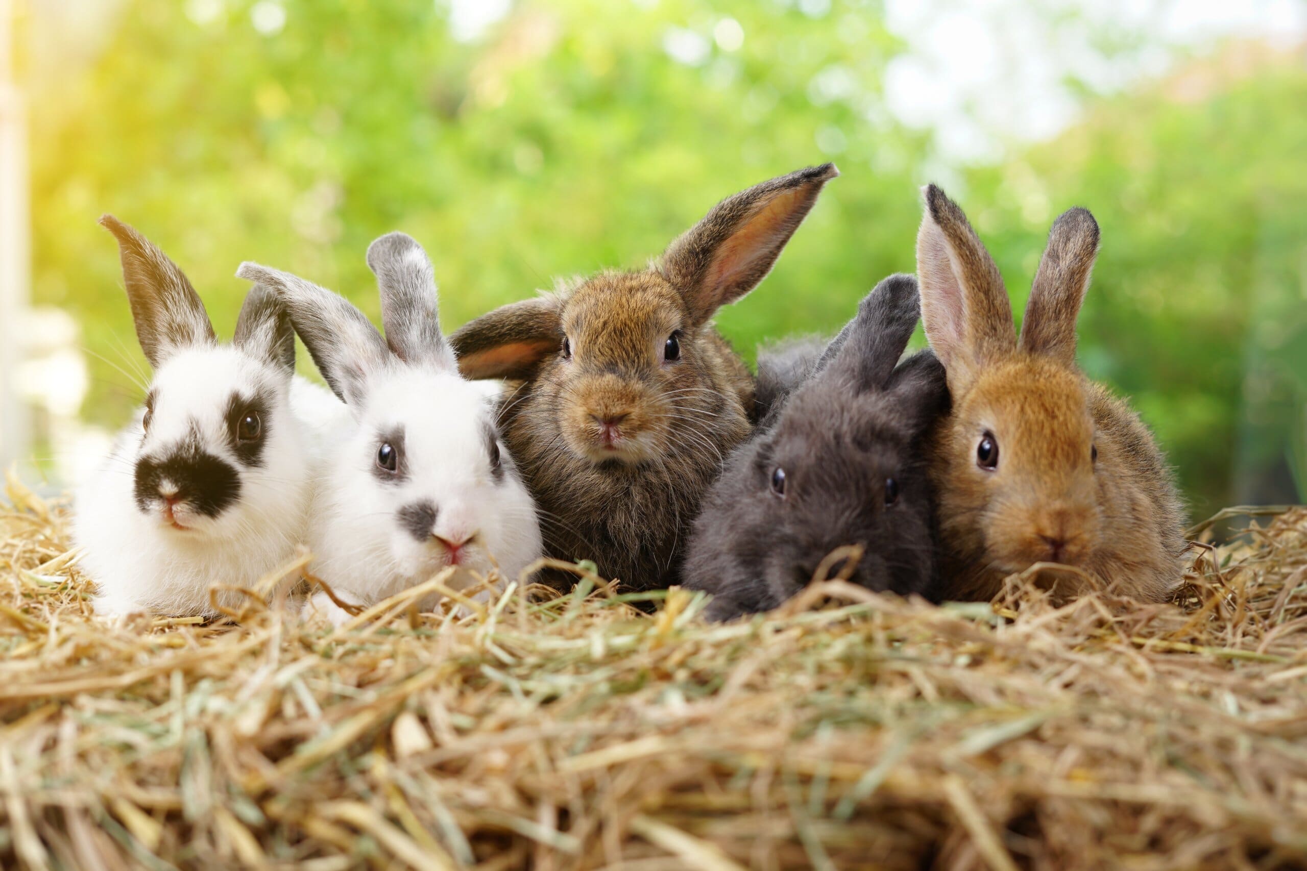 Five rabbits of different colours in a row.