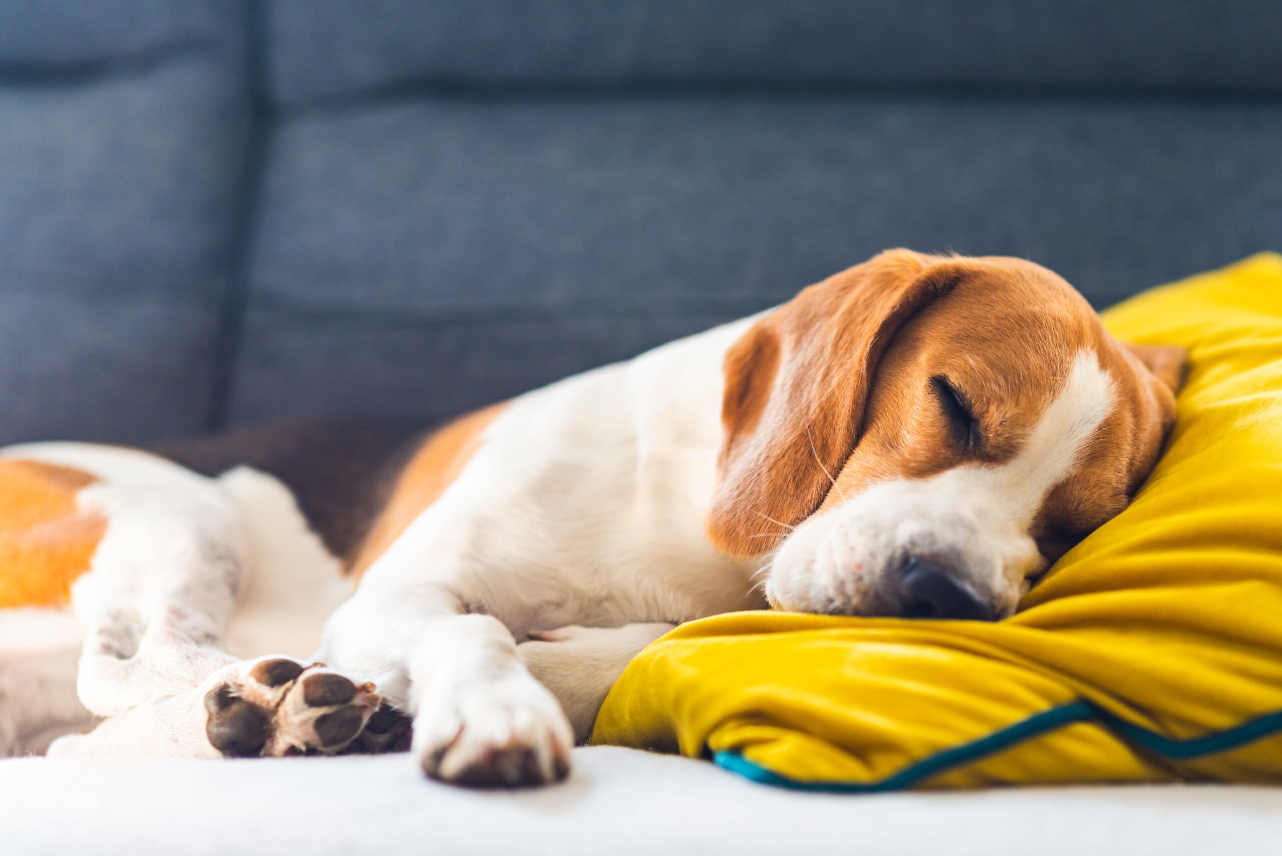 Tired Beagle dog alseep on a sofa with head on pillow.