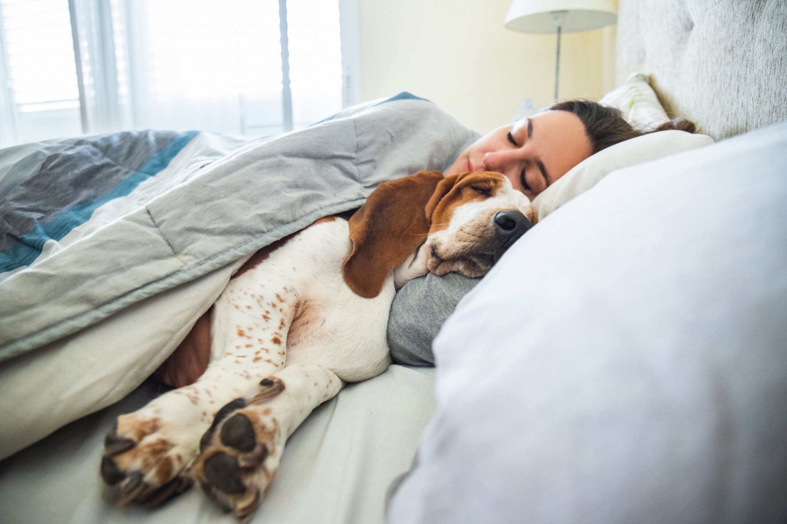 Image of a basset hound sleeping in bed next to a women, both under the covers with their heads on the pillow.