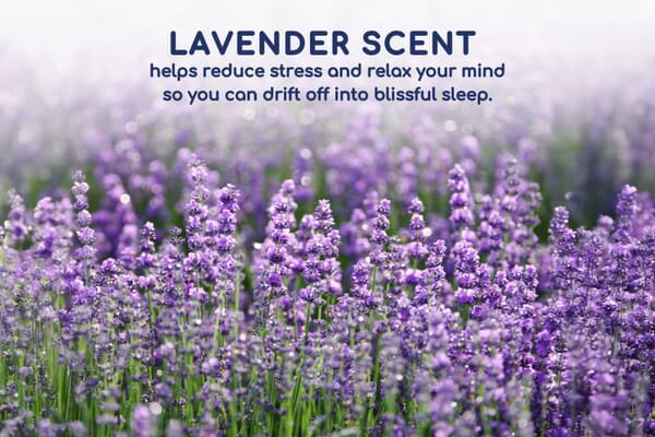 An image for Head2Sleep® Lavender Scented Pillow Pair